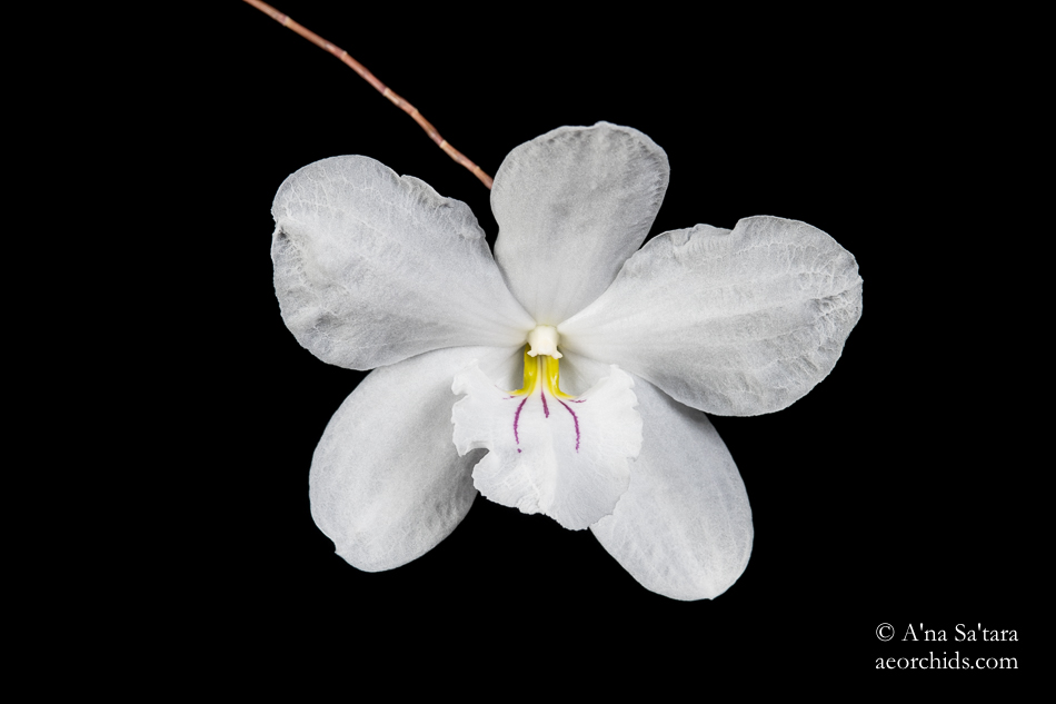 LED lights for orchids