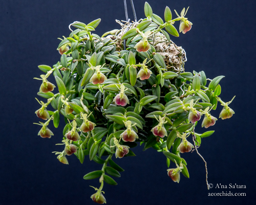 LED lights for orchids