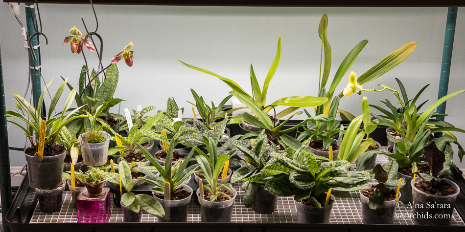 LED lights for orchids Paphiopedilum