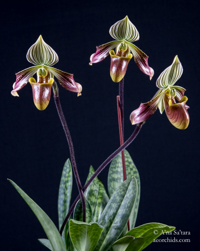 LED lights for orchids