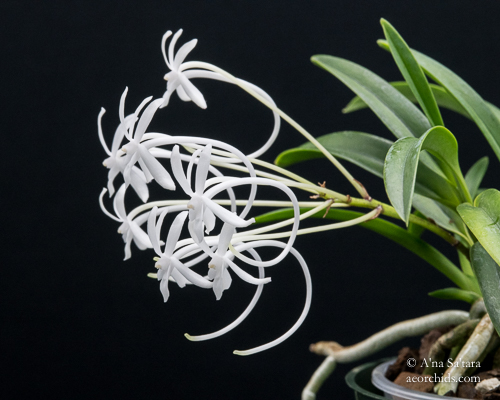 LED lights for orchids
