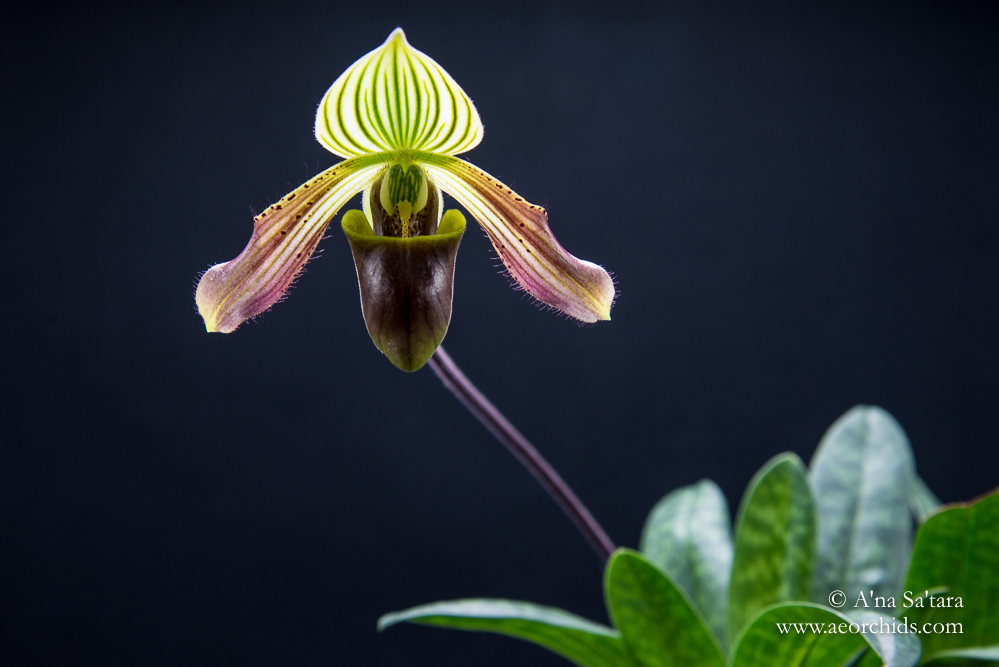 orchid growing under LED lights