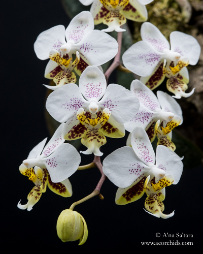 Phalaenopsis orchid virus CymMV ORSV