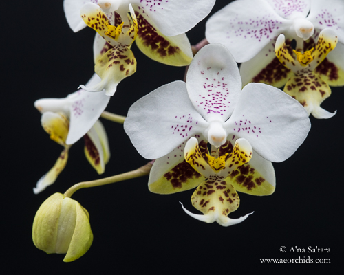 orchid growing under lights
