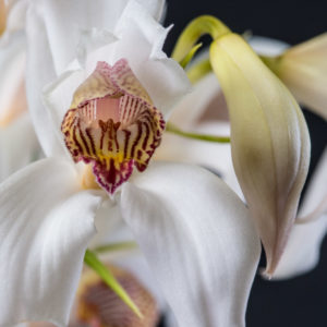 Cymbidium erythrostylum