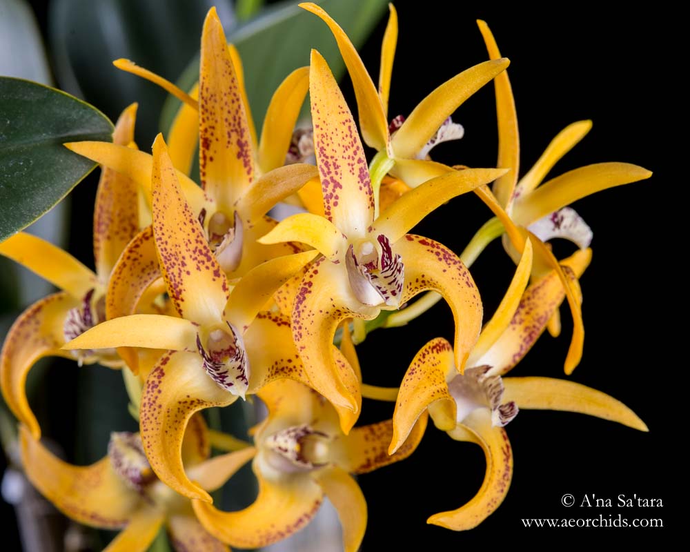 Dendrobium Avril's Gold 'Dark & Spotty' AM/AOS