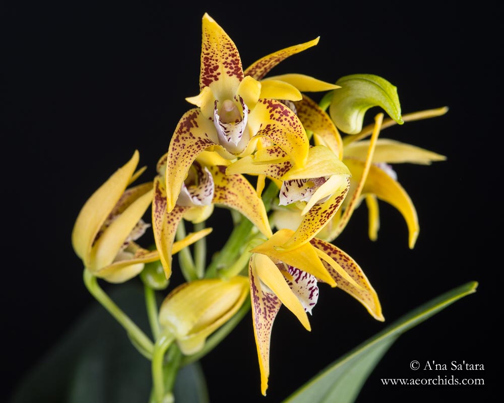 Dendrobium Avril's Gold 'Dark & Spotty' AM/AOS