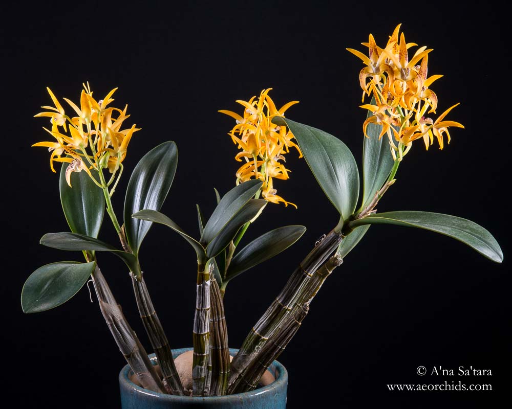 Dendrobium Avril's Gold 'Dark & Spotty' AM/AOS