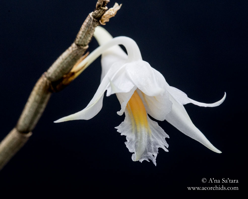 Dendrobium longicornu 'Ernie' orchid images