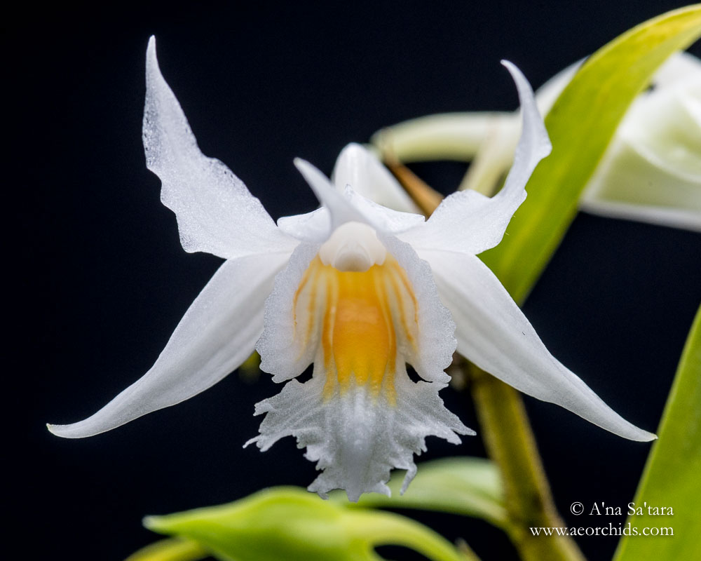 Dendrobium longicornu 'Ernie' orchid images