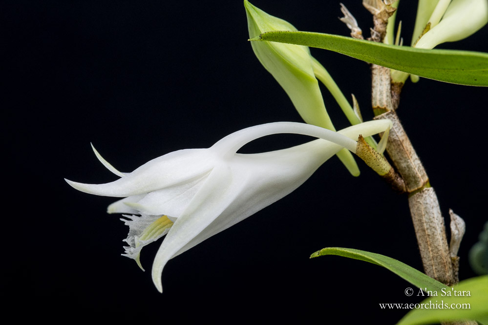 Dendrobium longicornu 'Ernie' orchid images