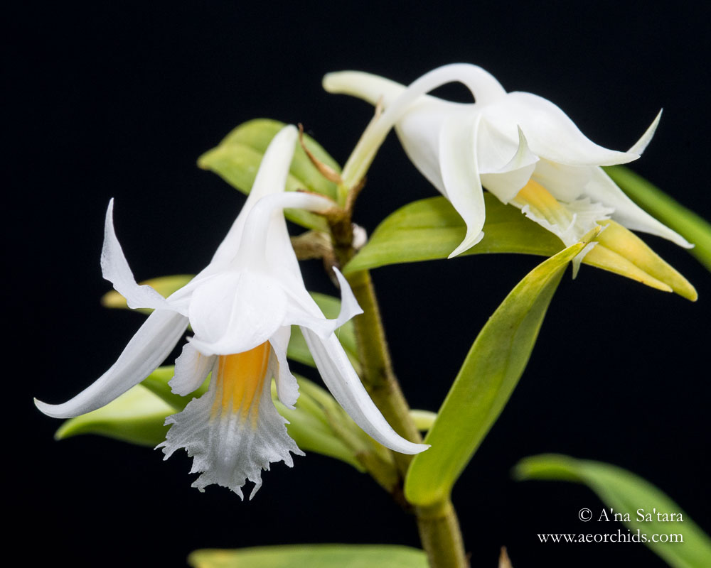 Dendrobium longicornu 'Ernie' orchid images