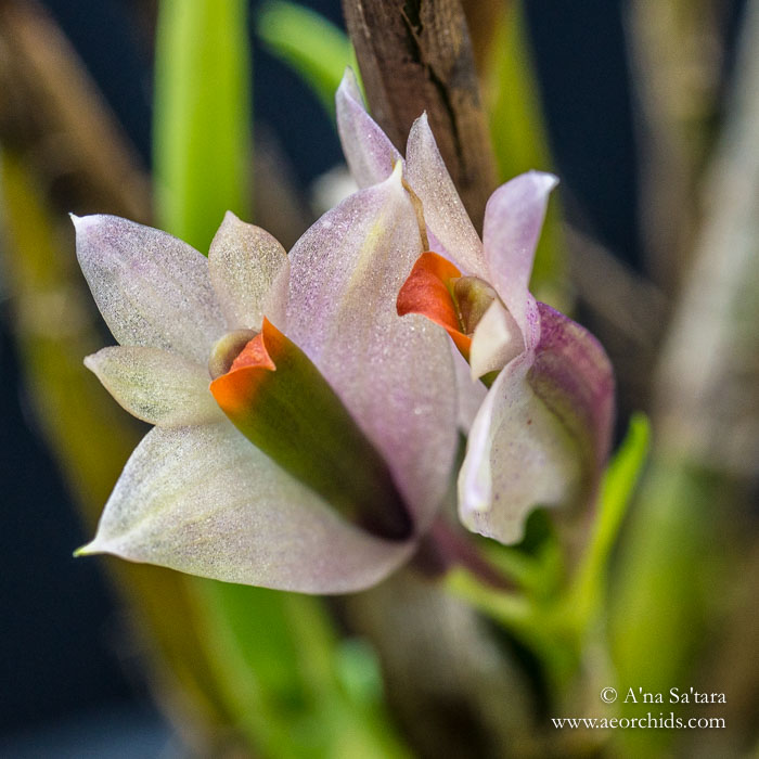 Dendrobium vexillarius (pink) orchid images