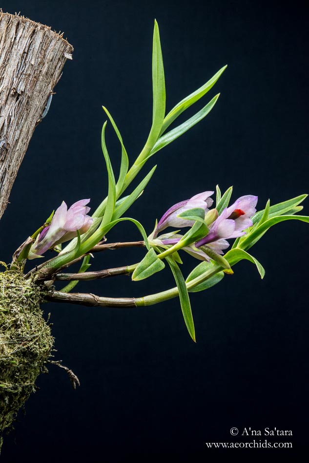 Dendrobium vexillarius (pink) orchid images