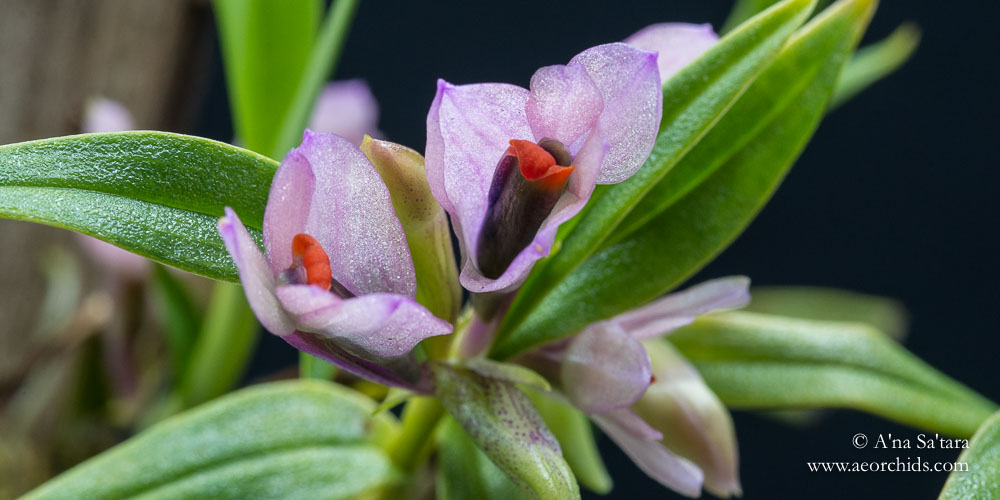 Dendrobium vexillarius (pink) orchid images