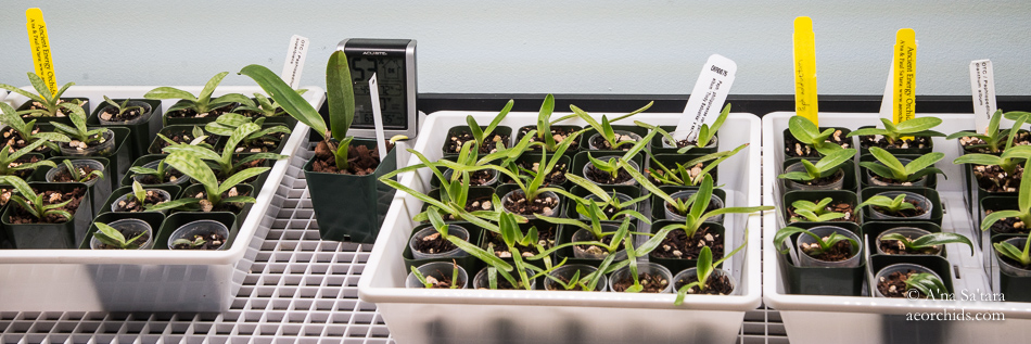 LED lights for orchids seedling deflask
