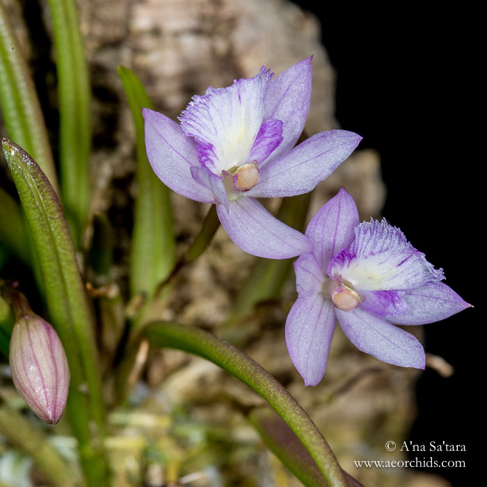 Leptotes pauloensis orchid images