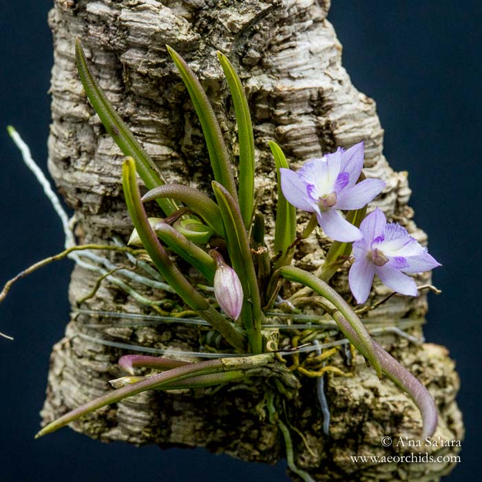 Leptotes pauloensis orchid images