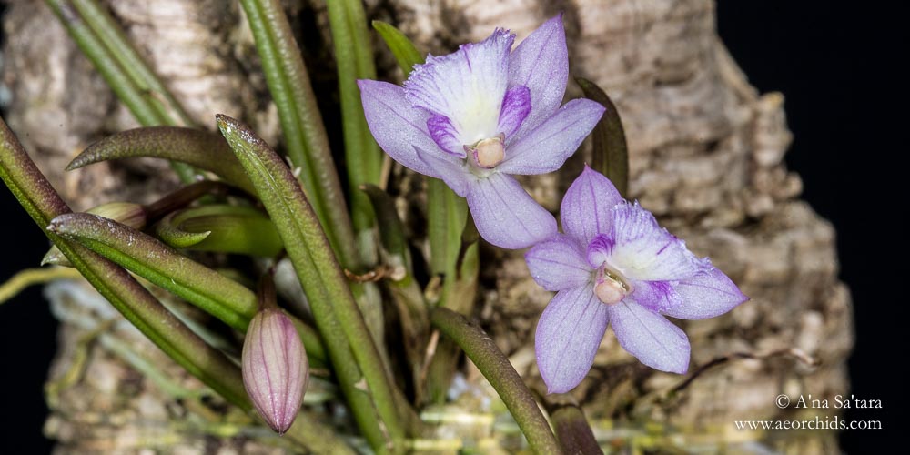 Leptotes pauloensis orchid images