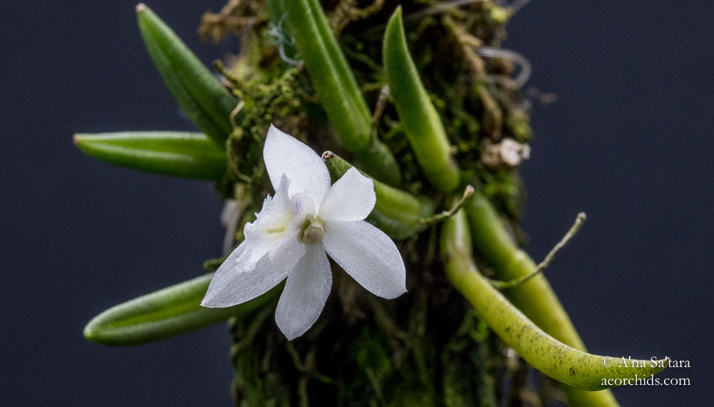 Leptotes pauloensis fma album