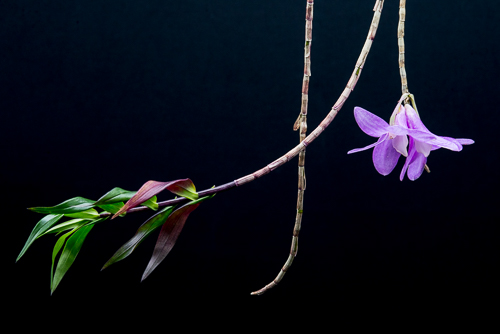 T5 HO LED light replacement orchid growing