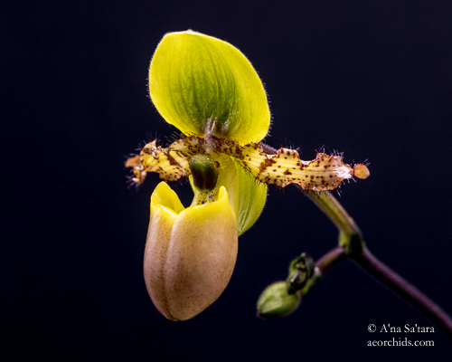 T5 HO LED light replacement orchid growing