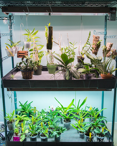 T5 HO LED light replacement orchid growing