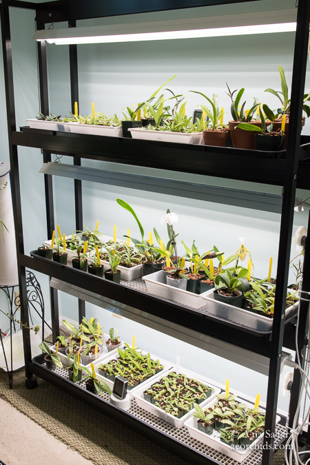 T5 HO LED replacement orchid growing 40W LED