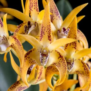 Dendrobium Avril's Gold 'Dark & Spotty' AM/AOS