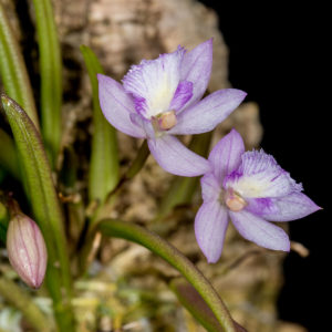 Leptotes pauloensis