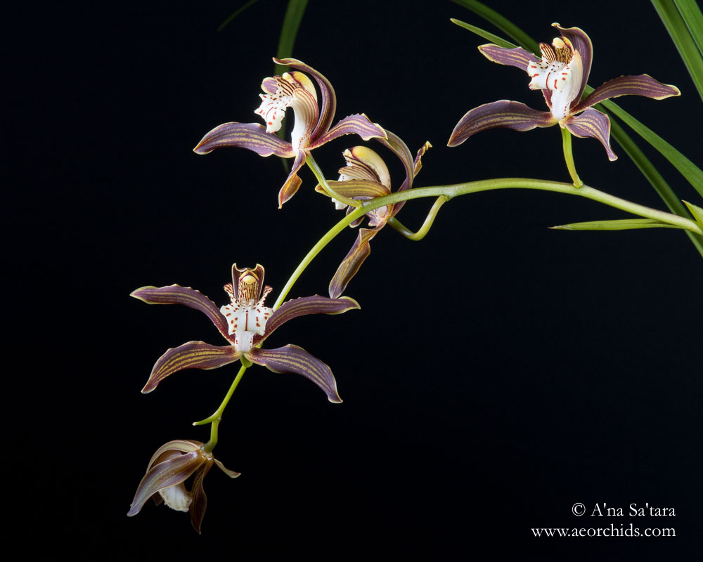 Cymbidium Ken Siew 'Santa Barbara' orchid images