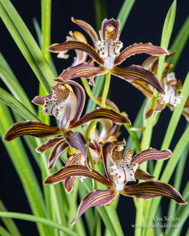 Cymbidium Ken Siew 'Santa Barbara' orchid images
