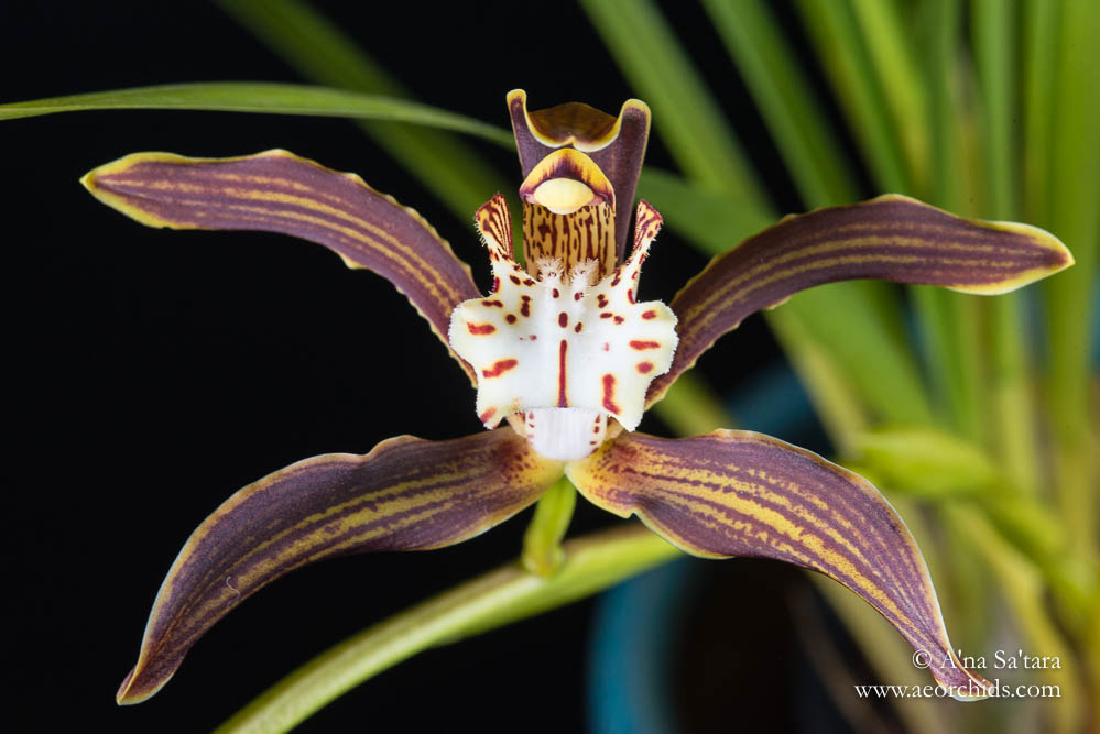 Cymbidium Ken Siew 'Santa Barbara' orchid images