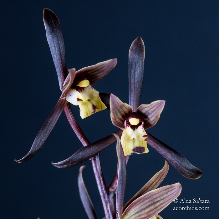 Cymbidium sinense 'Chin Hua Shan' HCC/AOS