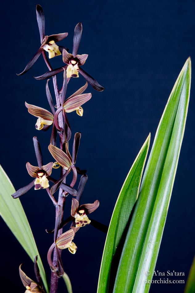 Cymbidium sinense 'Chin Hua Shan' HCC/AOS