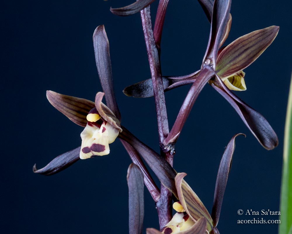 Cymbidium sinense 'Chin Hua Shan' HCC/AOS