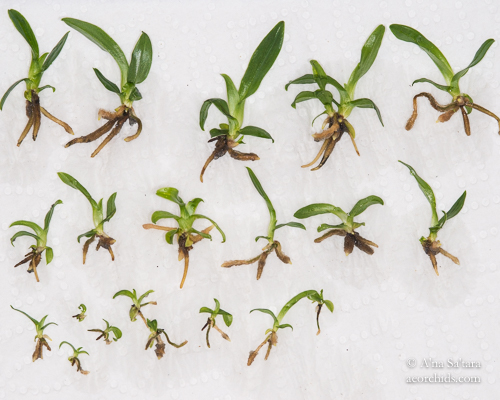 LED grow lights for orchid seedlings
