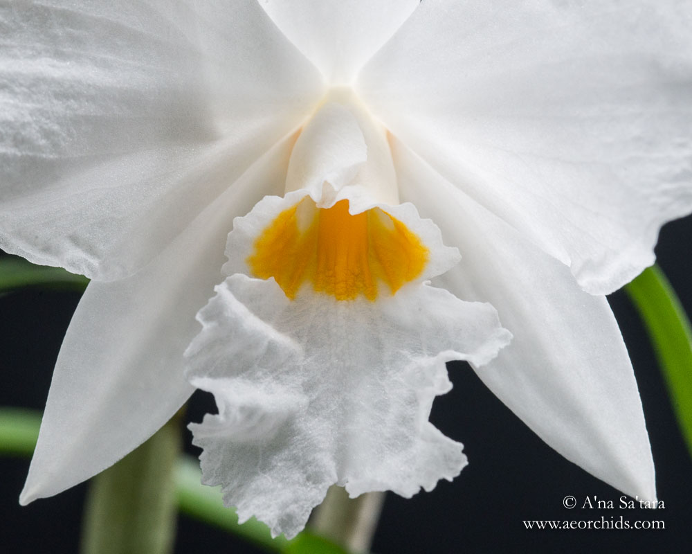 Dendrobium infundibulum orchid images