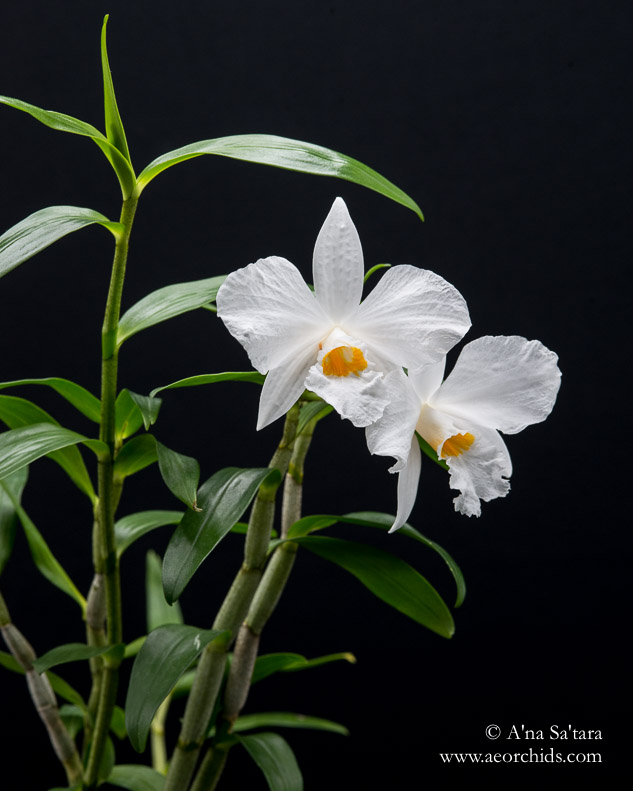 Dendrobium infundibulum orchid images