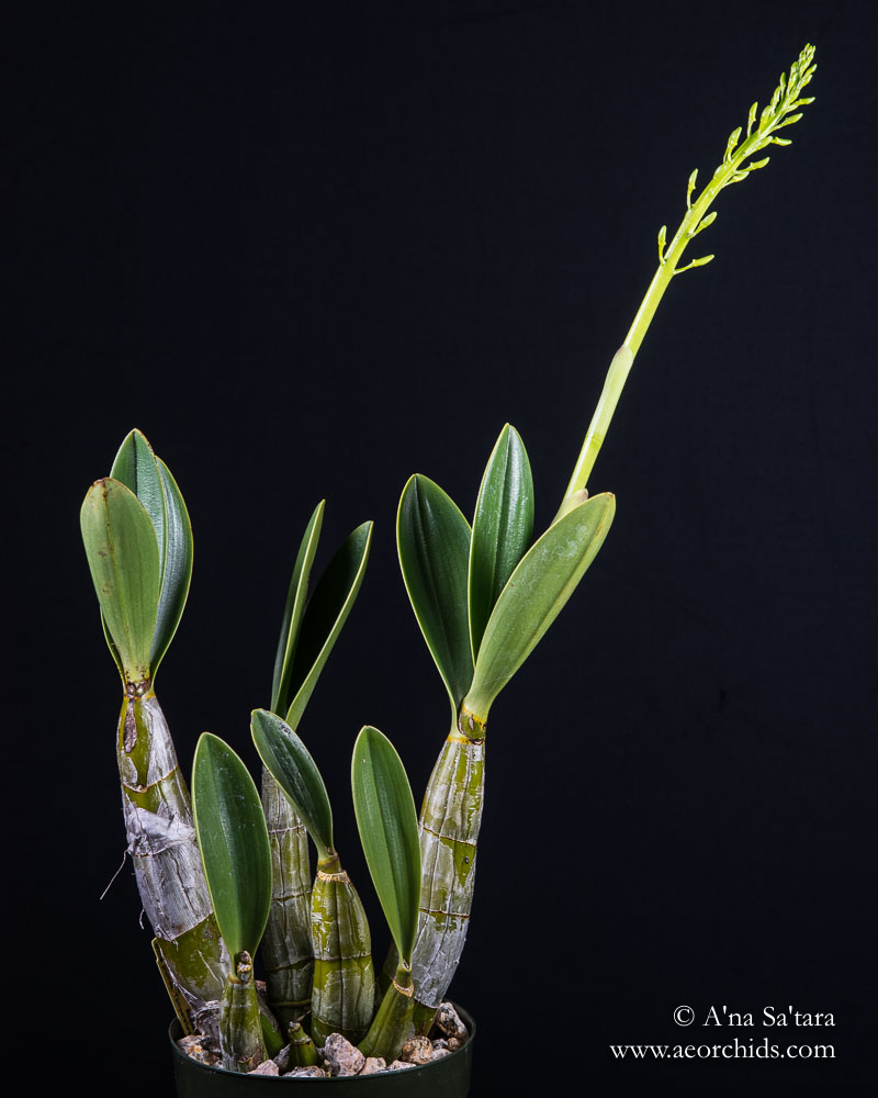 Dendrobium speciosum var. capricornum