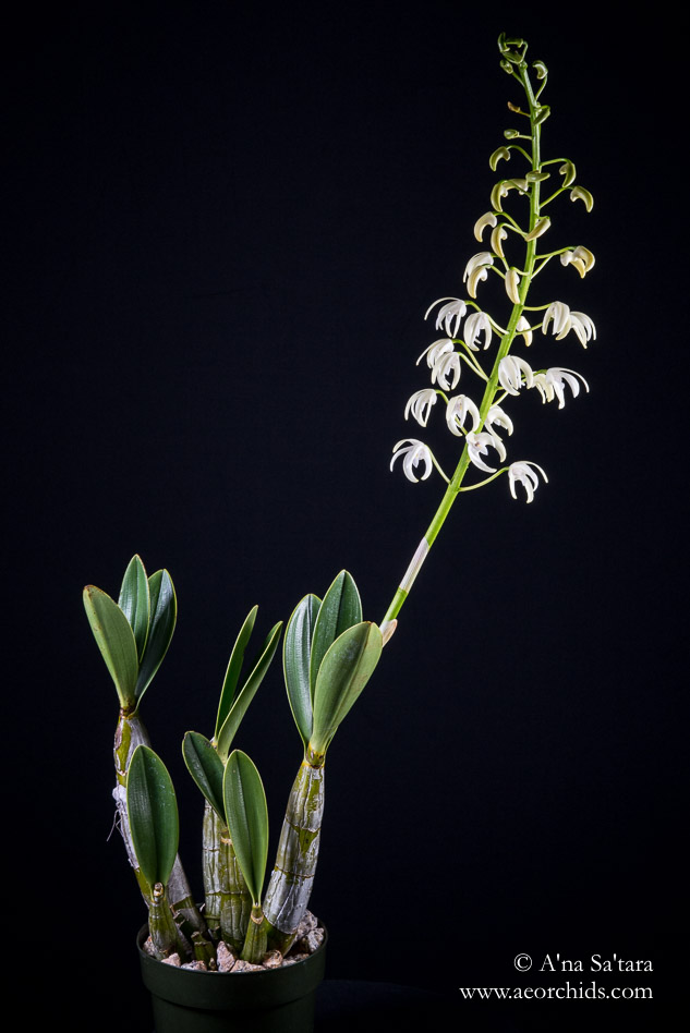 Dendrobium speciosum var. capricornum