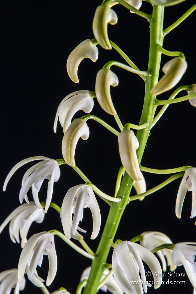 Dendrobium speciosum var. capricornum