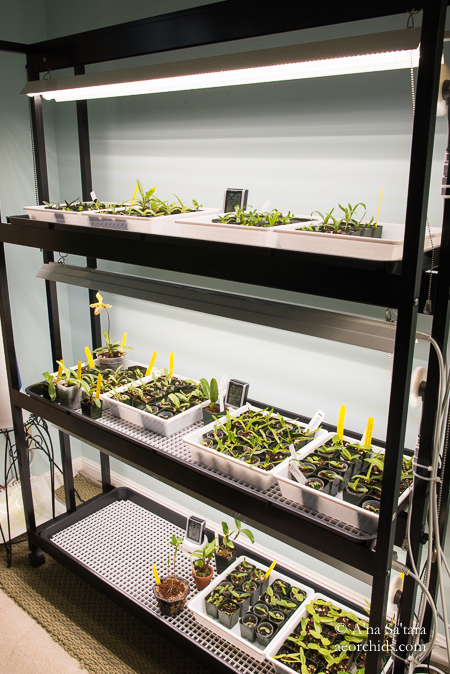 LED lights for orchids