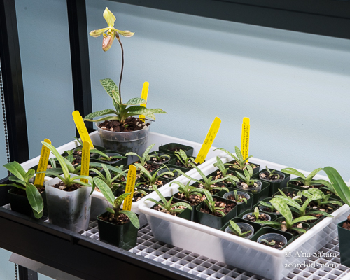 LED lights for orchid seedlings