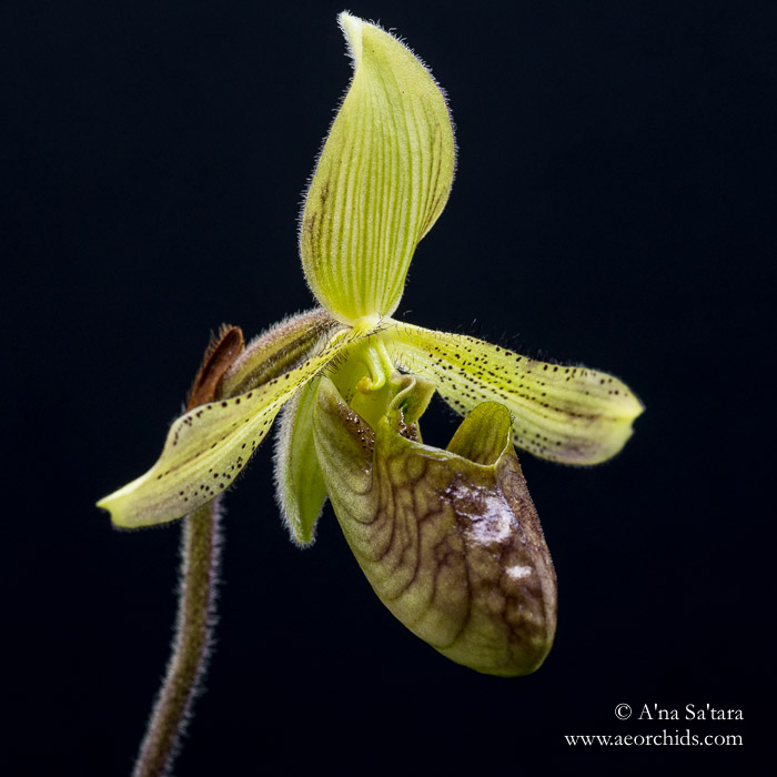Paphiopedilum sugiyamanum orchid images