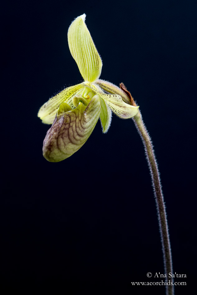 Paphiopedilum sugiyamanum orchid images