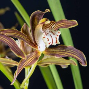 Cymbidium Ken Siew 'Santa Barbara'