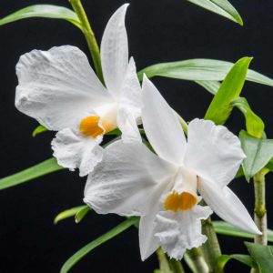 Dendrobium infundibulum