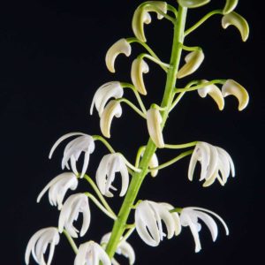 Dendrobium speciosum var. capricornum