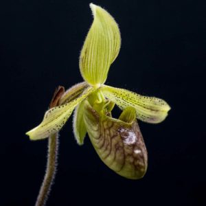 Paphiopedilum sugiyamanum